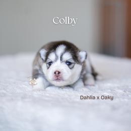 Colby - Silver and white male Pomsky puppy in San Mateo, California from The Pomsky Garden