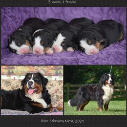 Bernese Mountain Dog Puppies from Brookwood Bernese Mountain Dogs