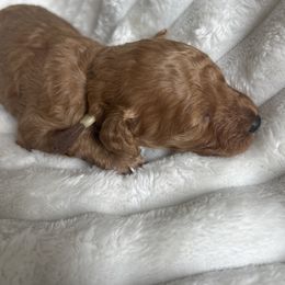 AKC Brown Collar - Red  male Poodle puppy in Powder Springs, Georgia from West Cobb Dogs