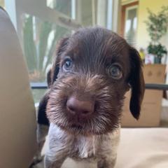 German Wirehaired Pointer Puppies from Afterhours German Wirehaired Pointers
