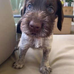 German Wirehaired Pointer Puppies from Afterhours German Wirehaired Pointers