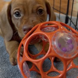 Vellner-AKC - Red male Dachshund puppy in Bakersfield, Missouri from Hocomo Hollow Doxies