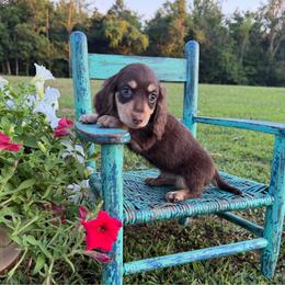 Landon - Chocolate and cream male Dachshund puppy in New Albany, Mississippi from Double A. Doxies