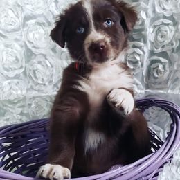 Australian Shepherd Puppies from Diamond Aussies N the Rough