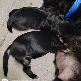 Baby Peach - Black female Miniature Schnauzer puppy in Atascadero, California from Zion Miniature Schnauzers