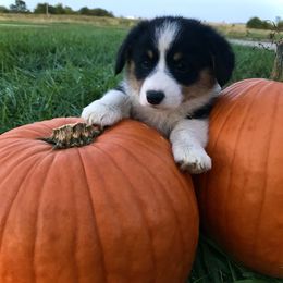 Pembroke Welsh Corgi Puppies from The King’s Corgis