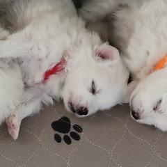 American Eskimo Dog Puppies from Diamond Storm Eskies
