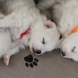 American Eskimo Dog Puppies from Diamond Storm Eskies