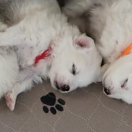 American Eskimo Dog Puppies from Diamond Storm Eskies