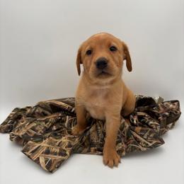 Purple - Yellow female Labrador Retriever puppy in Heath Springs, South Carolina from Rich Hill Retrievers