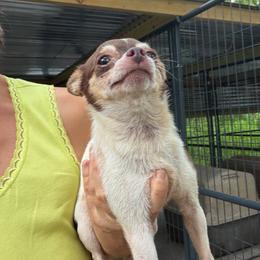 Selina - Chocolate and tan female Chihuahua puppy in New Port Richey, Florida from The Wolf Pack