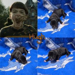 Hugh - Black male Great Dane puppy in Pollock, Louisiana from Danes Done Right