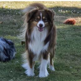 Ransom - Red tri male Toy Australian Shepherd puppy in Tonasket, Washington from V5 Aussies