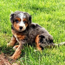 Cheyenne - Blue merle female Bernedoodle puppy in Saint Francis, Kansas from Land of Oz Doodles