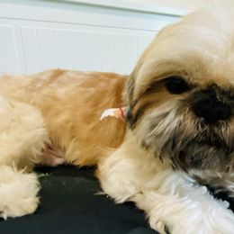 Zaire - Shih Tzu