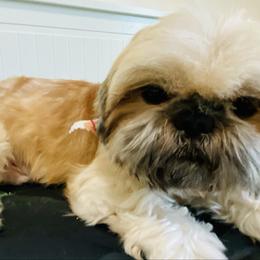 Zaire - Shih Tzu