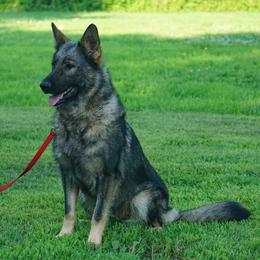 Angel - Sable female German Shepherd puppy in Muldrow, Oklahoma from Reizarf Kennels