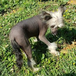 Chewy - Chinese Crested