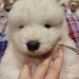Borzoi and Samoyed Puppies from Kalabria