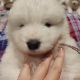 Borzoi and Samoyed Puppies from Kalabria