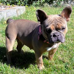 Winnie - French Bulldog