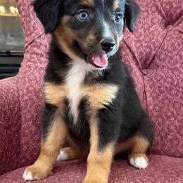 Seashell - Black tri female Miniature Australian Shepherd puppy in Licking, Missouri from Burnett Aussies