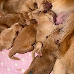 Boy 1 - Golden male Golden Retriever puppy in Austin, Texas from Milestone Goldens