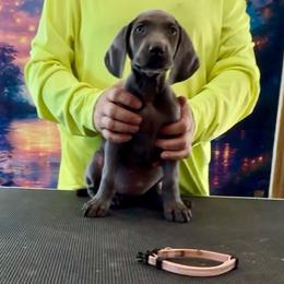 Francine - Blue female Weimaraner puppy in Aitkin, Minnesota from Whispering’s GunDogs