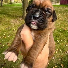 Black mask fawn 3 - Fawn male Boxer puppy in Plainwell, Michigan from Hope's Beautiful Boxers