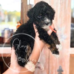 Munster - Orange - Tri-color male Bernedoodle puppy in Rockwall, Texas from Glory Doodles