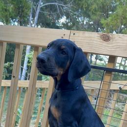 Doberman Pinscher Puppies from Bhon Mhuir Dobermanns
