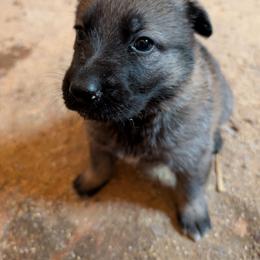 Odom's Gunning for a Win - Sable male German Shepherd puppy in Springtown, Texas from Odom's German Shepherds