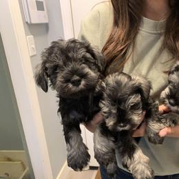Miniature Schnauzer Puppies from Dirty Beard Mini Schnauzers