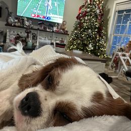 Cavalier King Charles Spaniel Puppies from 5dubs Cavaliers