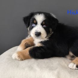 Hickory - Black tri-color male Australian Shepherd puppy in Lakeland, Florida from Aussies of Hope LLC
