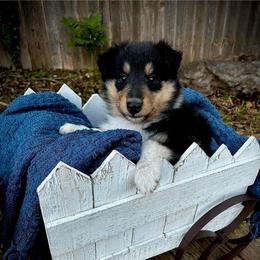 Cash - Black white and tan male Collie puppy in Lubbock, Texas from Lonestar Country Collies