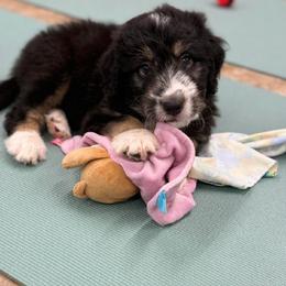 Hulk - male Australian Mountain Doodle puppy in Williamston, South Carolina from Sassy Bob’s Dogs