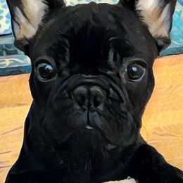 French Bulldogs from TC Squared Ranch