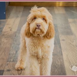 Louie - Golden male Cockapoo puppy in Connersville, Indiana from Deaz Doodle Ranch