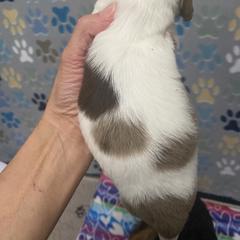 Dachshund Puppies from The Wienery
