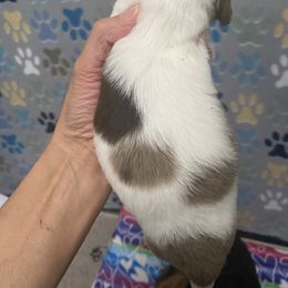 Dachshund Puppies from The Wienery