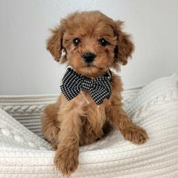 Rey - Red female Cavapoo puppy in Temecula, California from Oodles O'Doodles