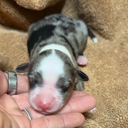 Girl 4 - Blue merle female Miniature Australian Shepherd puppy in Olean, New York from Windy River Mini Aussie
