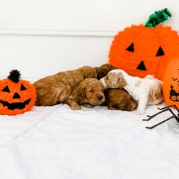 Cockapoo and Goldendoodle Puppies from My Forever Best Friend