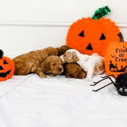 Cockapoo and Goldendoodle Puppies from My Forever Best Friend