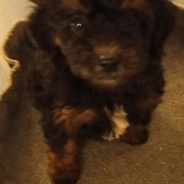 Boy three - Phantom male Poodle puppy in East Providence, Rhode Island from Marta's Cavaliers