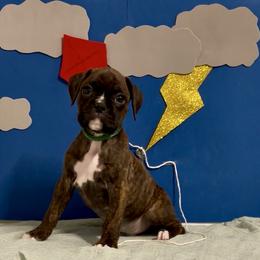 Oogie Boogie - Brindle male Boxer puppy in La Vernia, Texas from Chilham Boxers