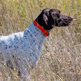 German Shorthaired Pointers from Matt's German Shorthaired Pointers