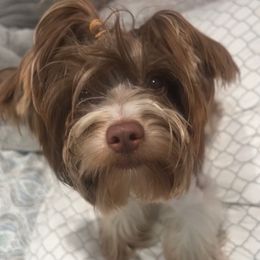 Cheyenne - Yorkshire Terrier