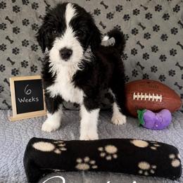 Captain - Black and white male Sheepadoodle puppy in Glen Rose, Texas from Clevenger’s Sheepadoodle Fur Baby Farm